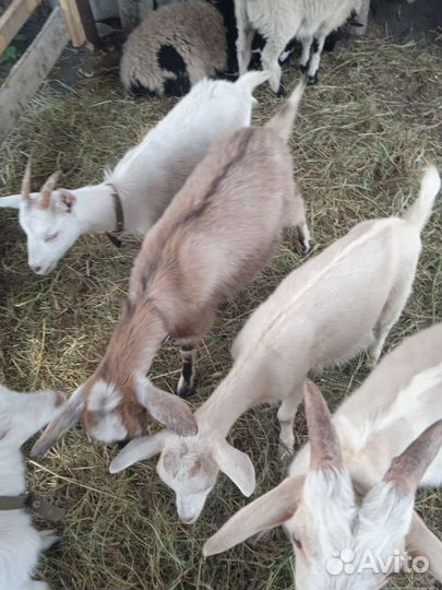 Овцы полукурдючные. Козлята и ягнята молодняк