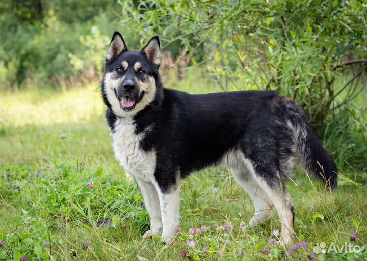 Овчарка, метис в добрые руки