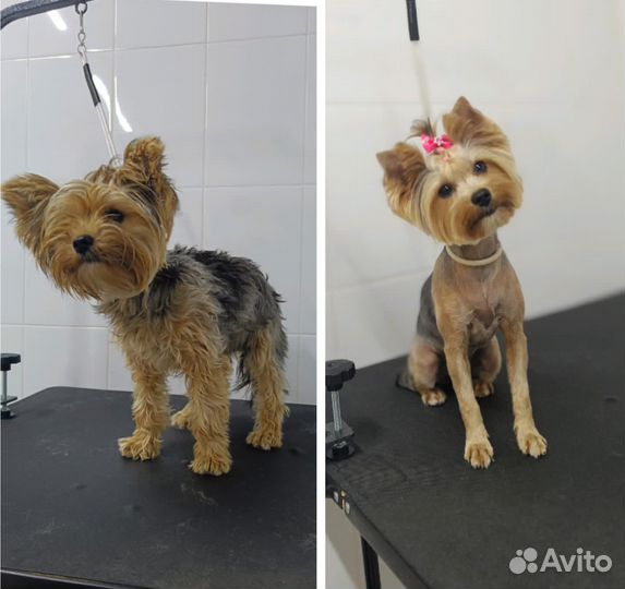 Модель на груминг