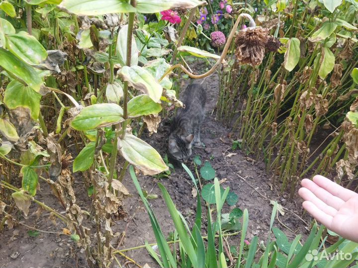 Кошка в дар