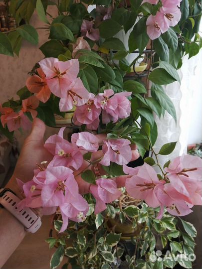 Бугенвиллии разные