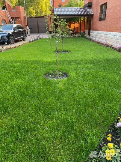 Рулонный газон /продажа/укладка