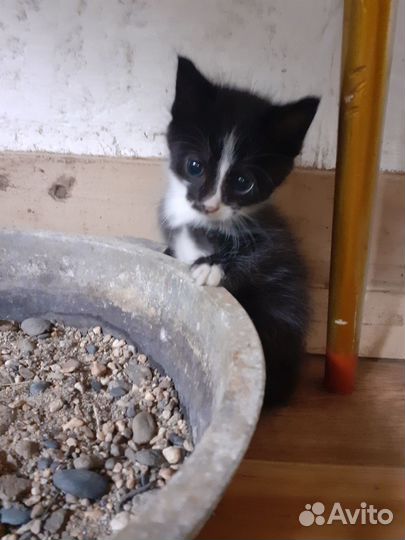 Котята бесплатно