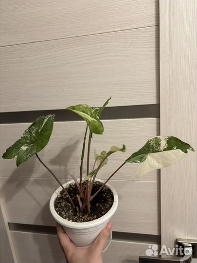 Сингониум imperial white