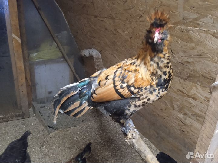 Молодые петушки