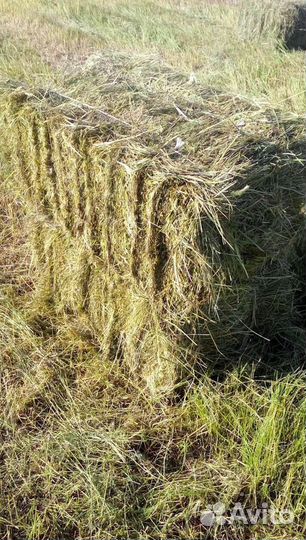 Сено в тюках