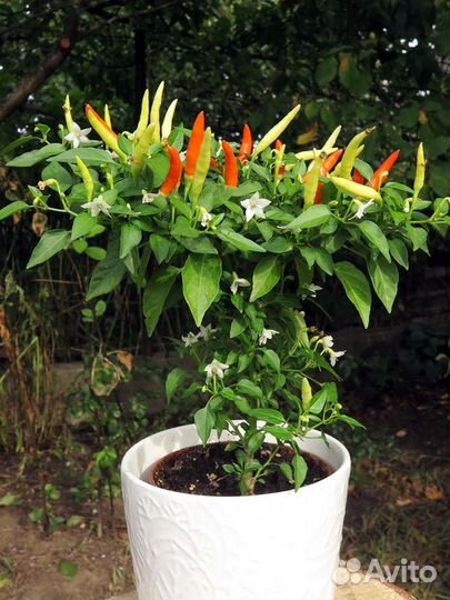 Семена декоративных перцев (Capsicum annuum)