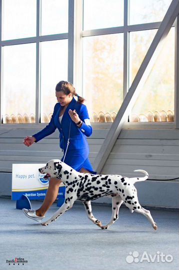 Далматин вязка