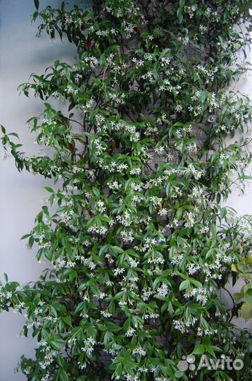 Трахелоспермум