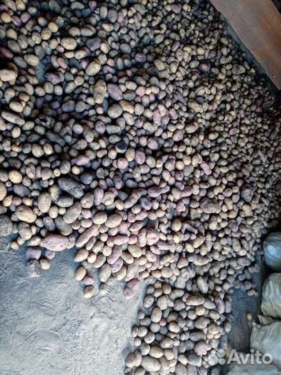 Продам картофель 500кг