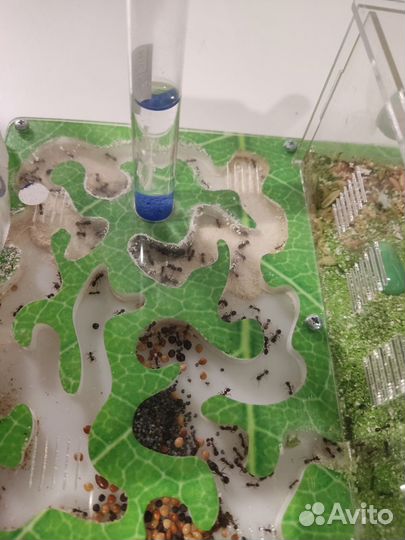 Муравьиная ферма с муравьями