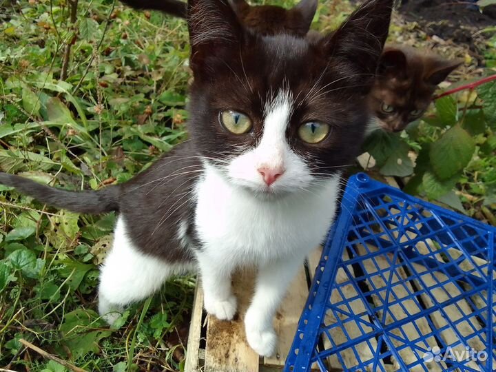Котята в добрые руки бесплатно