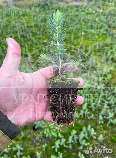 Сеянцы Ель Голубая Горная Сосна зкс и окс саженцы