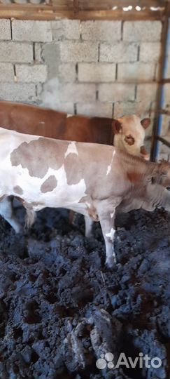 Быки на племя