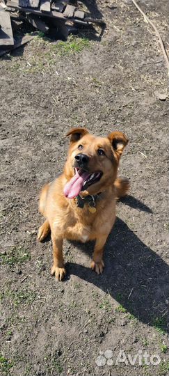 Умнейшая собака в поисках дома