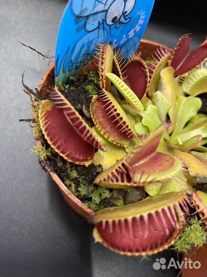 Растение мухоловка