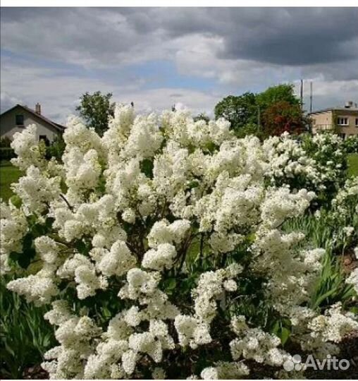 Саженцы Сирени сортовой в зкс таре