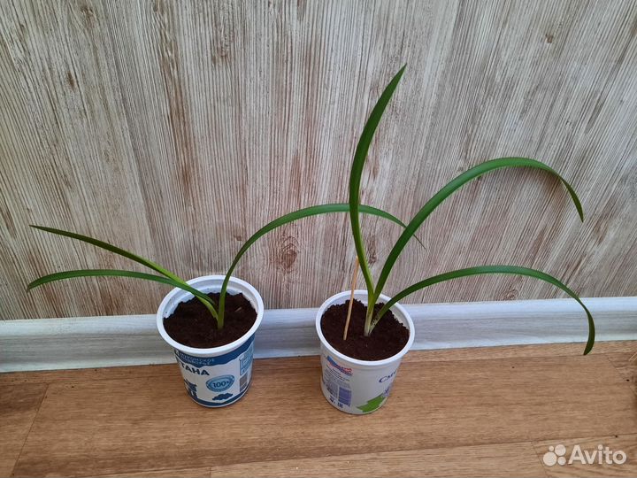 Луковицы гиппеаструма красного аммаралис