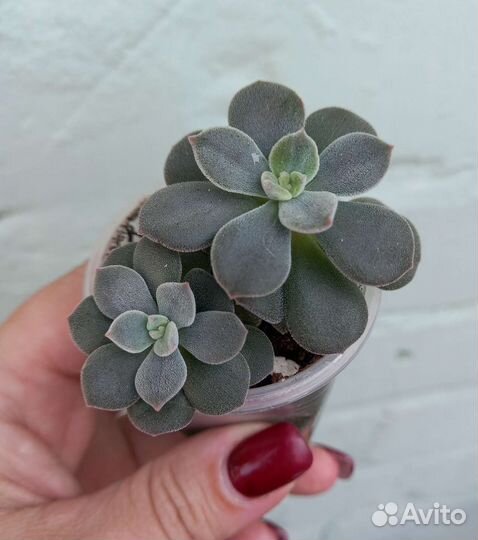 Комнатные растения цветы Суккуленты