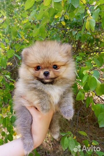 Мини шпицы померанские