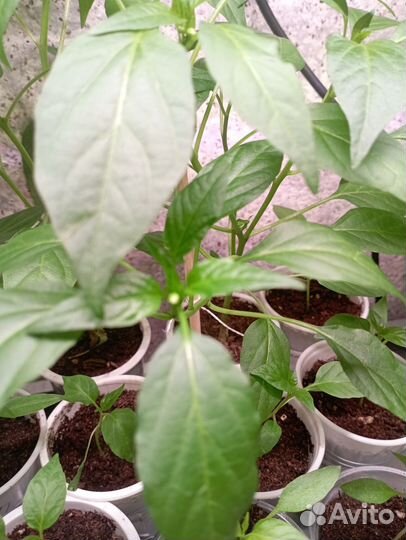 Комнатные перцы и помидоры