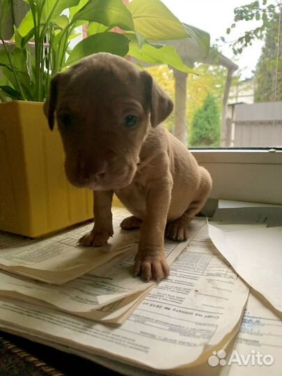 Щенки питбуля