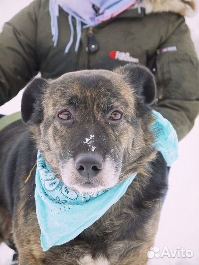 Баллин - Взрослая собака нуждается в хозяине