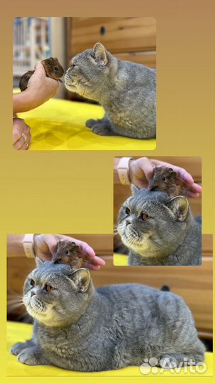 Морские свинки