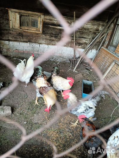 Молодые петухи