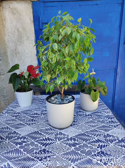 Фикус бенджамина