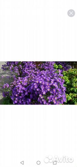 Астры сентябринки