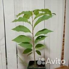 Азимина банановое дерево