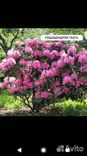 Рододендрон морозостойкие