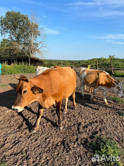 Телка, нетель