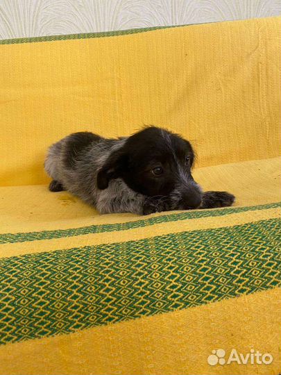 Тотошка щенок от маленькой собачки