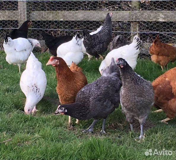 Куры несушки