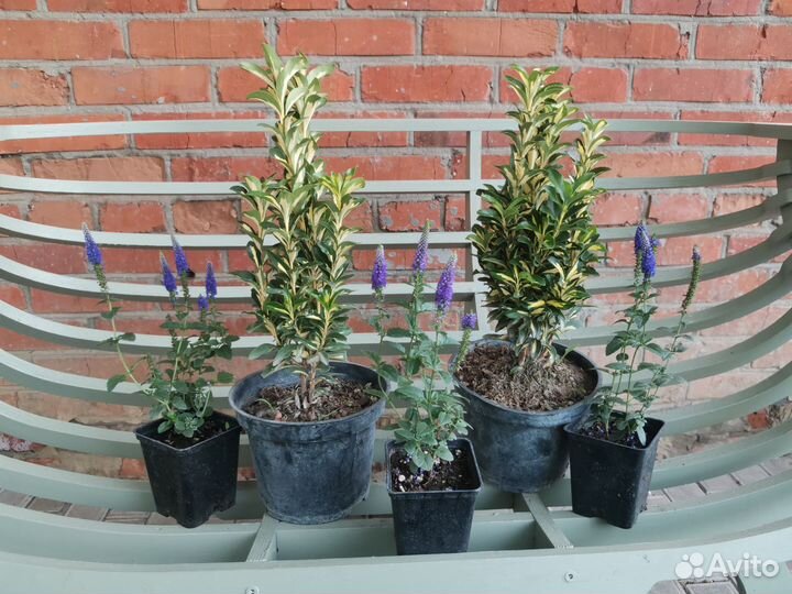 Набор растений