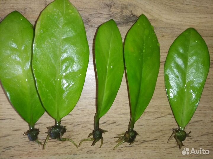 Заммиакулькас