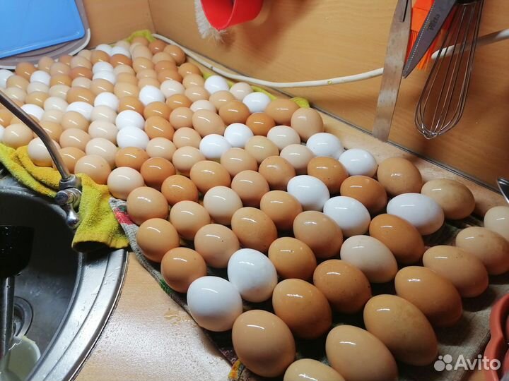 Домашние куриные яйца