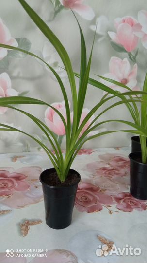 Растение панданус