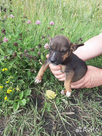 Щенки от маленькой собачки в добрые руки
