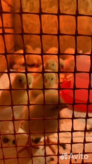 Цыпленок домашнего бройлера (курица)