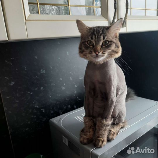 Груминг собак и кошек