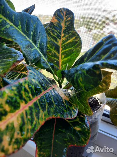 Кодиеум кротон