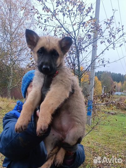 Щенок мальчик