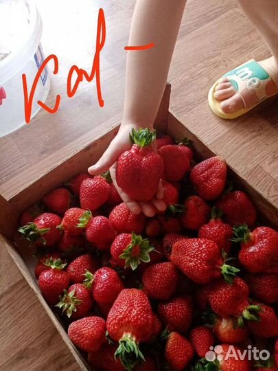 Рассада клубники азия