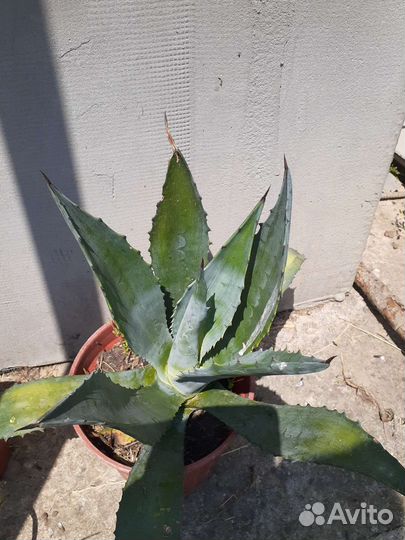 Агава голубая