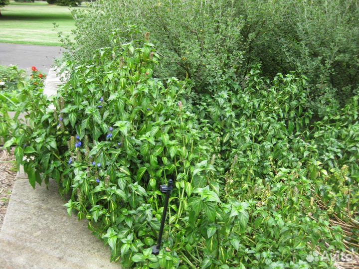 Рунгия (Грибная трава)