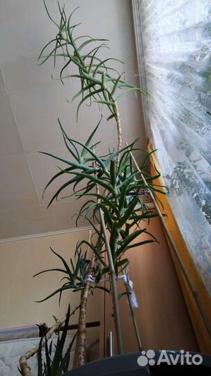 Алоэ столетник