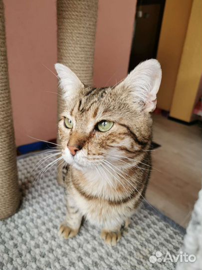 Котик из приюта ищет дом